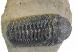 Multi-Toned Austerops Trilobite - Ofaten, Morocco #359602-1
